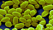 Bacillus anthracis,SEM