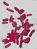 Legionella pneumophila bacteria,LM