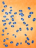 Yersinia pestis bacteria,LM