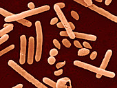 Clostridium difficile bacteria and spores