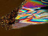 Gypsum Plate,Polarized Micrograph