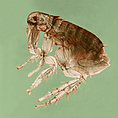 Dog Flea