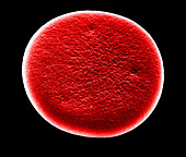 Red Blood Cell,SEM