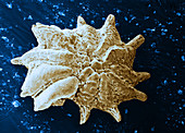 Calcarina calcar (SEM)