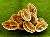 Aurinia Saxatilis Pollen,SEM