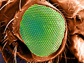 SEM of Fruit Fly Eye