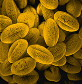 SEM of Grass Pollen