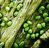 Anther with pollen,SEM