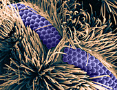 Moth Fly Eyes,SEM