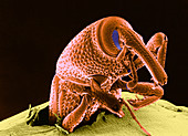 Grain Weevil,SEM