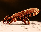 Human Body Louse,SEM