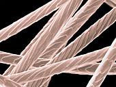 Angora Rabbit Hairs,SEM