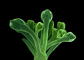 Broccoli,ESEM