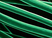 Corn Fibers,SEM