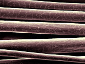 Mohair Fibers,SEM