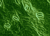 Stomata on Pear Leaf,ESEM