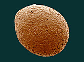 Thyme Seed,SEM