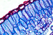 Section of a Rosemary Leaf