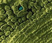 Underside of Leaf with Stomata,SEM