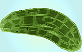 Corn Leaf Chloroplast,TEM