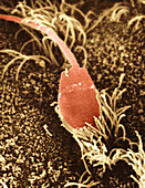 Rabbit Sperm in Oviduct,SEM