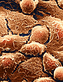 Typical Animal Cells,SEM