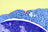Endocytosis,TEM