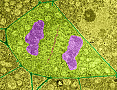 Telophase in African Violet,TEM