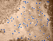 Plasmodesmata in Wheat,TEM