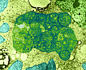 Autolysis in Euglena gracilis,TEM