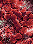 Human Red Blood Cells,SEM