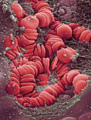 Human Red Blood Cells,SEM