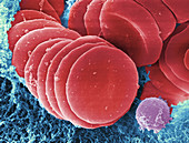 Human Red Blood Cells,SEM