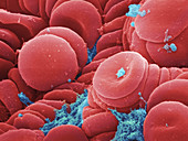 Human Red Blood Cells,SEM