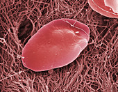 Blood Platelets,SEM