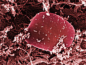 Blood Platelets,SEM