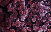 Human Red Blood Cells,SEM