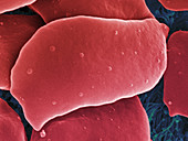 Blood Platelets,SEM