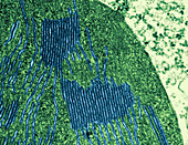 Chloroplasts in Tomato Leaf Cell,TEM