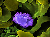 Human Lymphocyte Cell,SEM