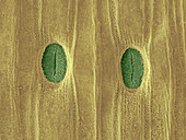 Garlic Leaf Stomata,ESEM