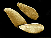 Purple Loosestrife Seeds,SEM