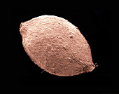 Nettle (Urtica dioica) Seeds,SEM