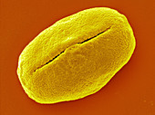 Trifolium campestre Pollen,SEM