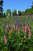 Field of Lupins