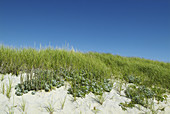 Coastal Vegetation