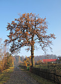 Autumn Oak Tree