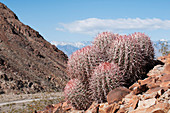 Cottontop cactus