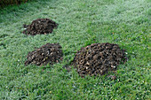 Molehills in Garden Lawn