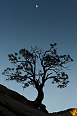 Silhouetted Ponderosa Pine
